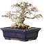 Zelkova serrata, 14,5 cm, ± 30 jaar oud, in een uiterst zeldzame en ongelooflijk mooie Moyogi-stijl (aangezien Zelkova meestal Hokidachi is), met een nebari van 11 cm, in een handgemaakte Japanse pot van Mazan