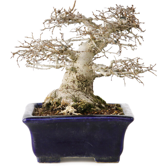 Zelkova serrata, 14,5 cm, ± 30 años de antigüedad, en un estilo Moyogi extremadamente raro e increíblemente hermoso (ya que Zelkova es más frecuentemente Hokidachi), con un nebari de 11 cm, en una maceta japonesa hecha a mano por Mazan