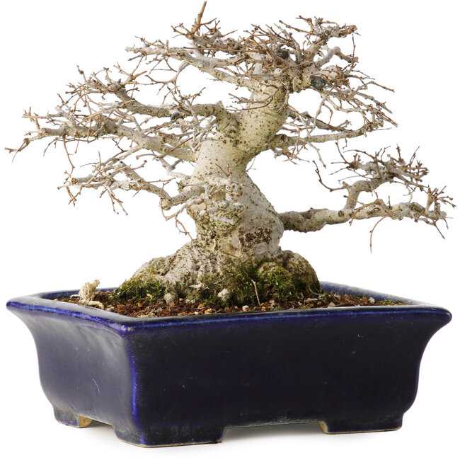 Zelkova serrata, 14,5 cm, ± 30 years old, in an extremely rare and incredibly beautiful Moyogi style (since Zelkova is most frequently Hokidachi), with a nebari of 11 cm, in a handmade Japanese pot by Mazan