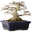 Zelkova serrata, 14,5 cm, ± 30 jaar oud, in een uiterst zeldzame en ongelooflijk mooie Moyogi-stijl (aangezien Zelkova meestal Hokidachi is), met een nebari van 11 cm, in een handgemaakte Japanse pot van Mazan