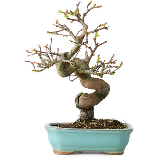 Pseudocydonia sinensis, 22 cm, ± 15 jaar oud