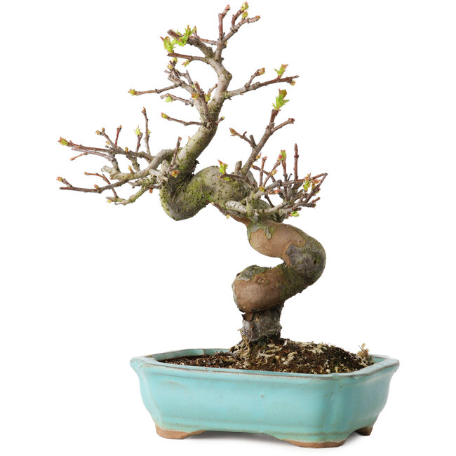 Pseudocydonia sinensis, 22 cm, ± 15 años