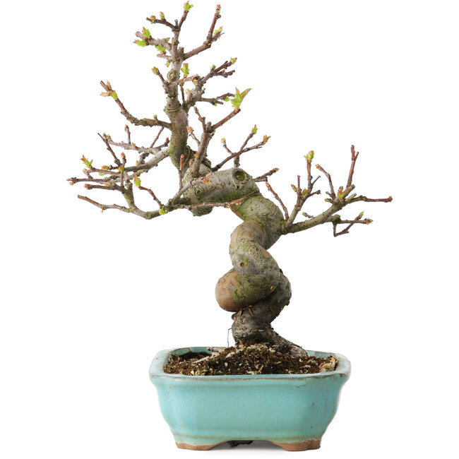 Pseudocydonia sinensis, 22 cm, ± 15 years old