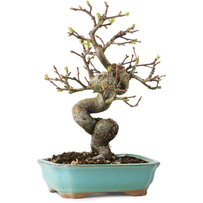 Pseudocydonia sinensis, 22 cm, ± 15 years old