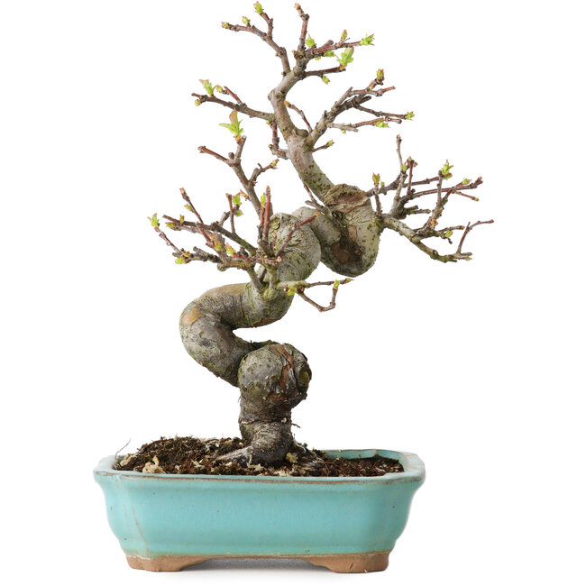 Pseudocydonia sinensis, 22 cm, ± 15 Jahre alt