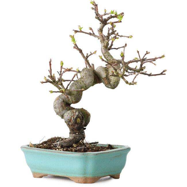 Pseudocydonia sinensis, 22 cm, ± 15 Jahre alt