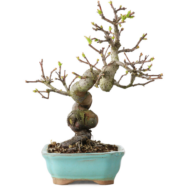 Pseudocydonia sinensis, 22 cm, ± 15 ans