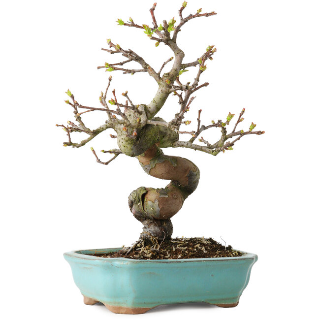 Pseudocydonia sinensis, 22 cm, ± 15 ans