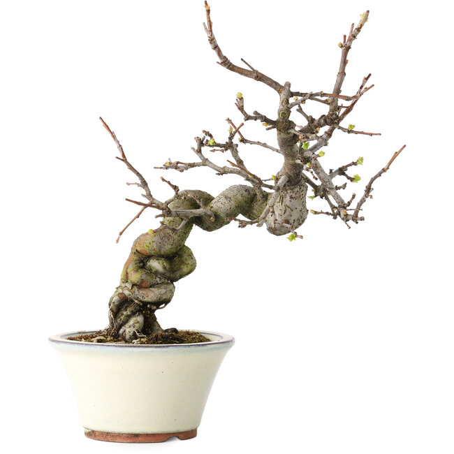 Pseudocydonia sinensis, 24 cm, ± 15 anni