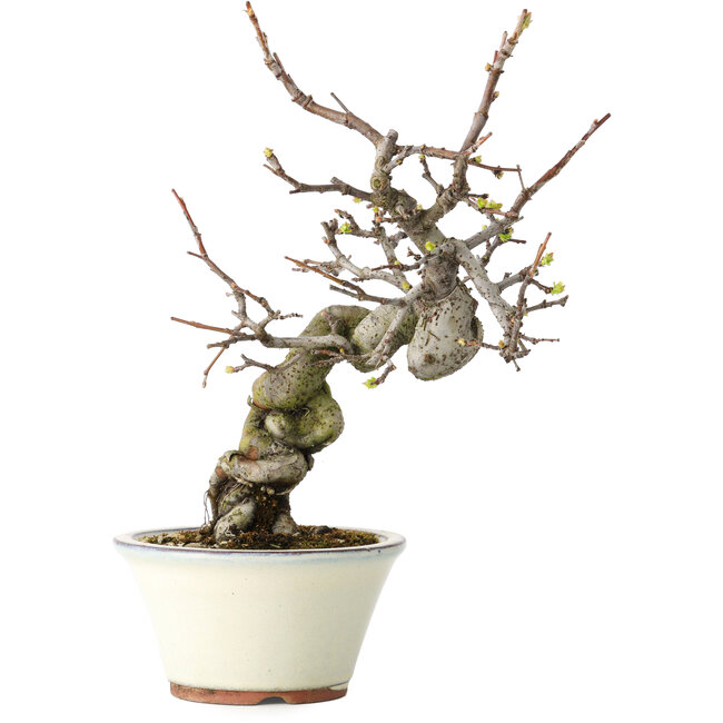 Pseudocydonia sinensis, 24 cm, ± 15 years old