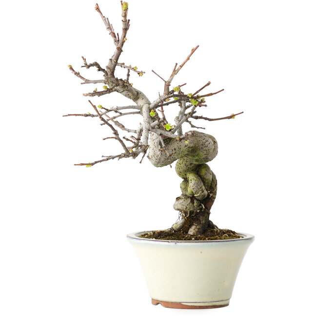 Pseudocydonia sinensis, 24 cm, ± 15 years old