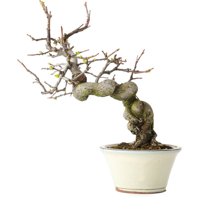 Pseudocydonia sinensis, 24 cm, ± 15 ans