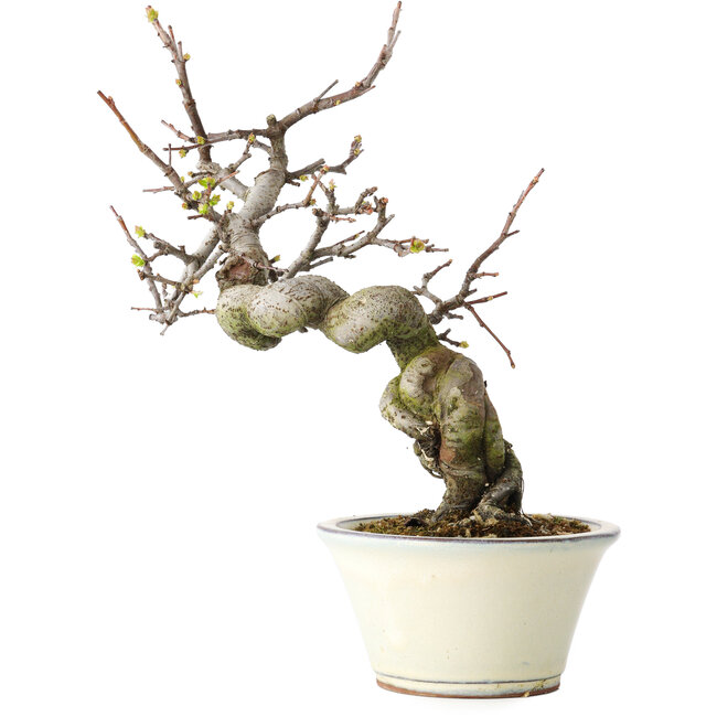 Pseudocydonia sinensis, 24 cm, ± 15 ans