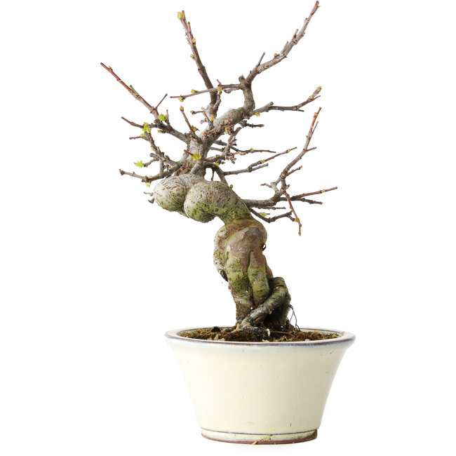 Pseudocydonia sinensis, 24 cm, ± 15 Jahre alt