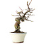 Pseudocydonia sinensis, 24 cm, ± 15 jaar oud