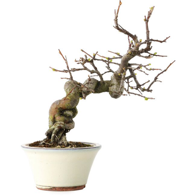 Pseudocydonia sinensis, 24 cm, ± 15 Jahre alt