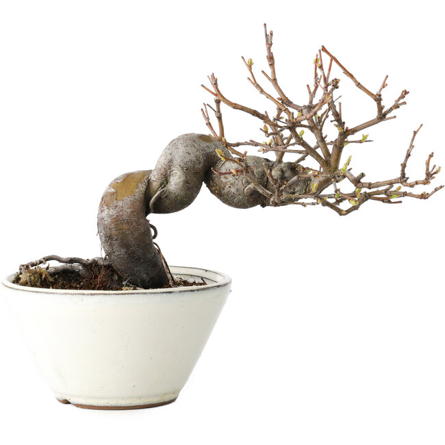 Pseudocydonia sinensis, 16 cm, ± 15 jaar oud