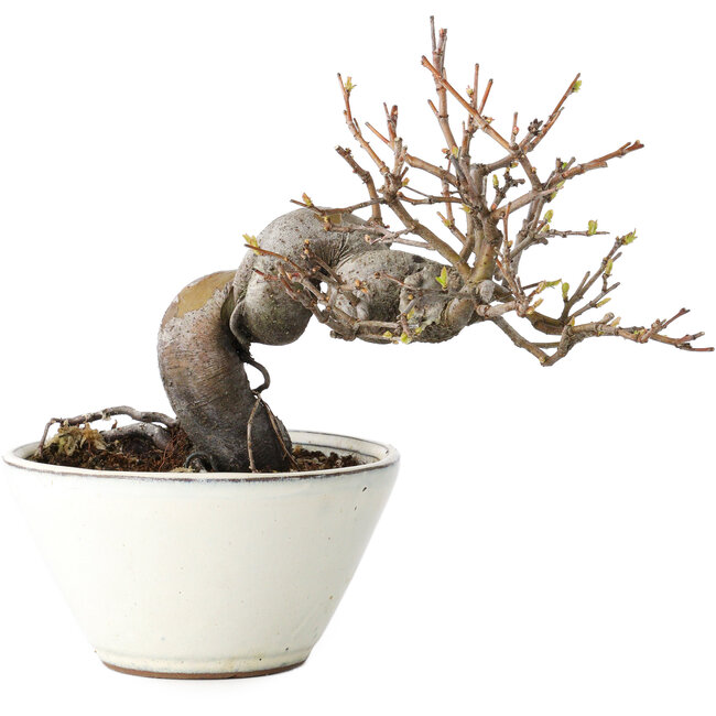 Pseudocydonia sinensis, 16 cm, ± 15 Jahre alt