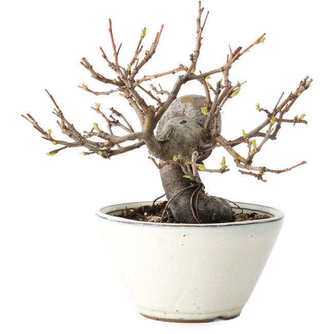 Pseudocydonia sinensis, 16 cm, ± 15 ans