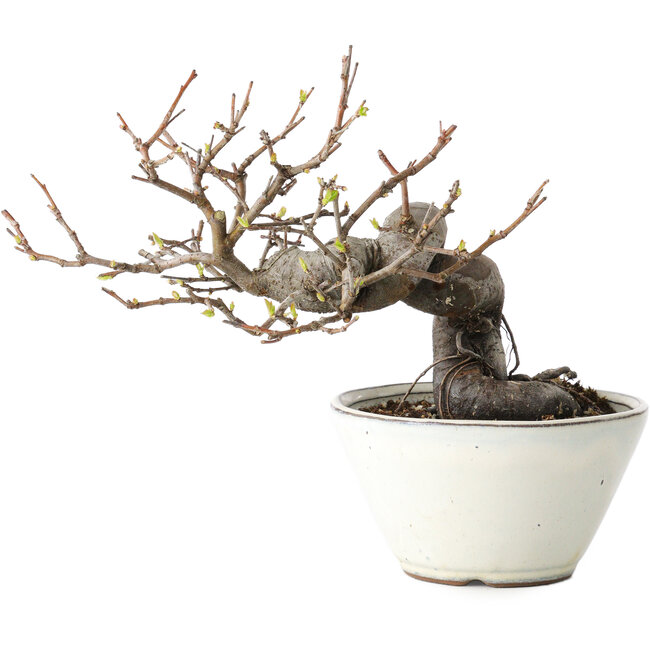 Pseudocydonia sinensis, 16 cm, ± 15 years old