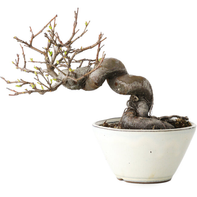 Pseudocydonia sinensis, 16 cm, ± 15 Jahre alt