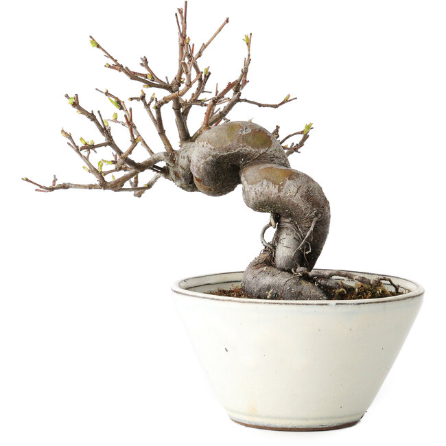 Pseudocydonia sinensis, 16 cm, ± 15 Jahre alt