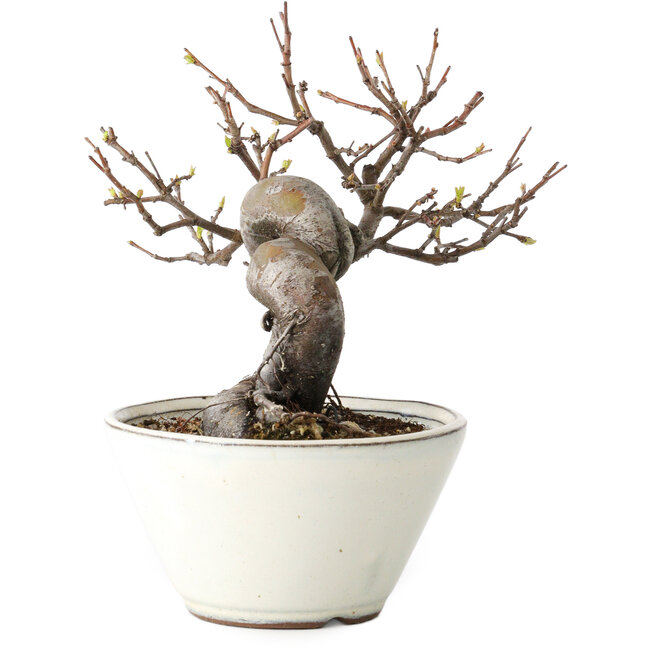 Pseudocydonia sinensis, 16 cm, ± 15 ans