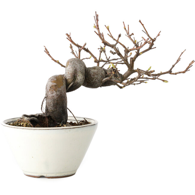 Pseudocydonia sinensis, 16 cm, ± 15 años