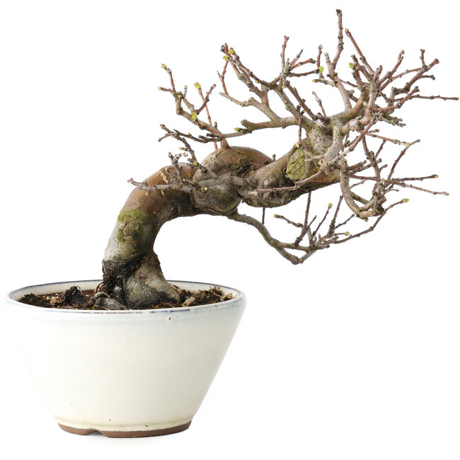 Pseudocydonia sinensis, 17 cm, ± 15 jaar oud