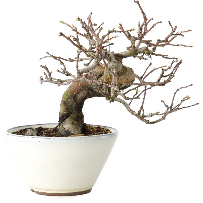 Pseudocydonia sinensis, 17 cm, ± 15 anni