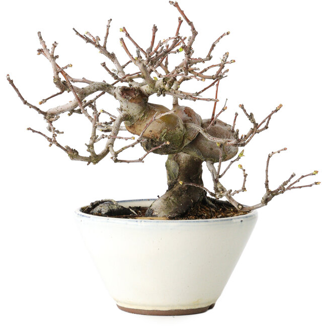 Pseudocydonia sinensis, 17 cm, ± 15 ans