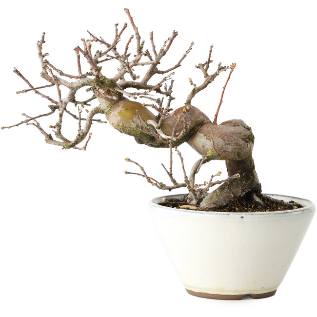 Pseudocydonia sinensis, 17 cm, ± 15 años