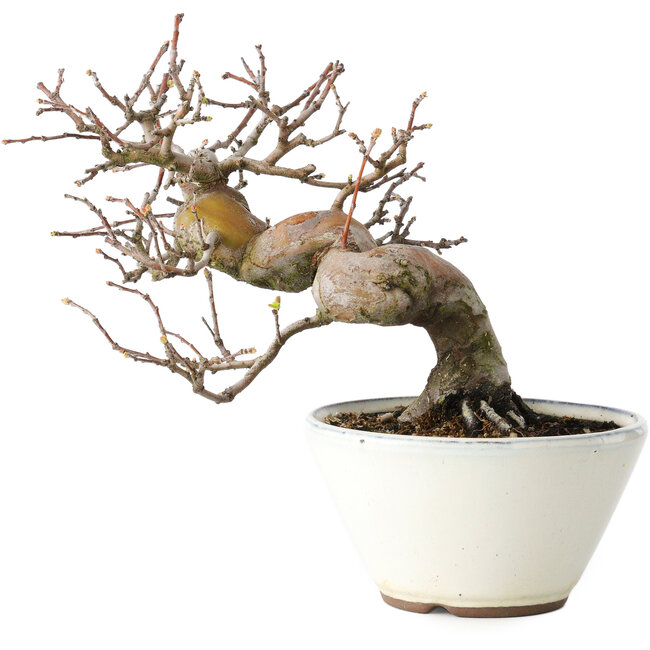 Pseudocydonia sinensis, 17 cm, ± 15 ans