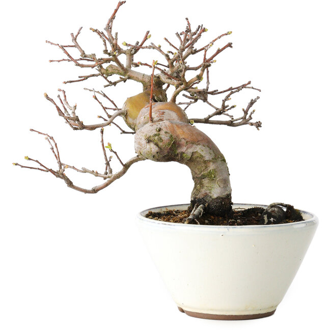 Pseudocydonia sinensis, 17 cm, ± 15 anni