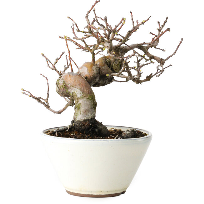 Pseudocydonia sinensis, 17 cm, ± 15 years old