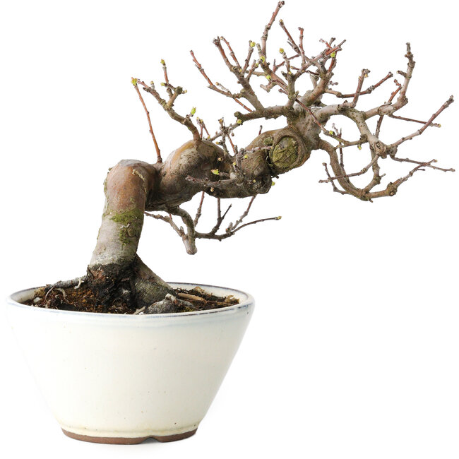 Pseudocydonia sinensis, 17 cm, ± 15 ans