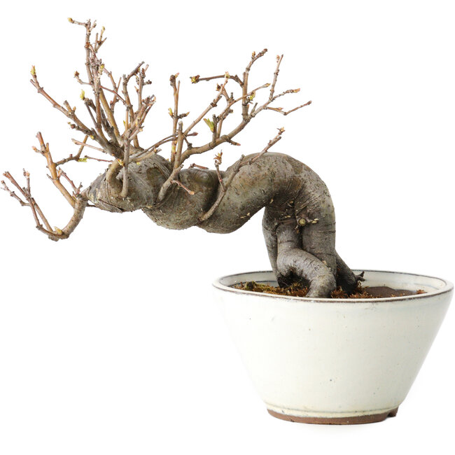 Pseudocydonia sinensis, 16 cm, ± 15 jaar oud
