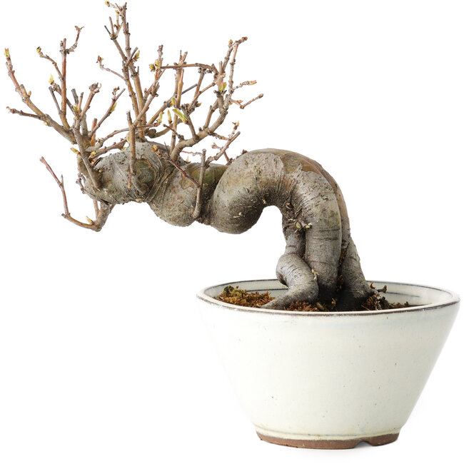 Pseudocydonia sinensis, 16 cm, ± 15 years old