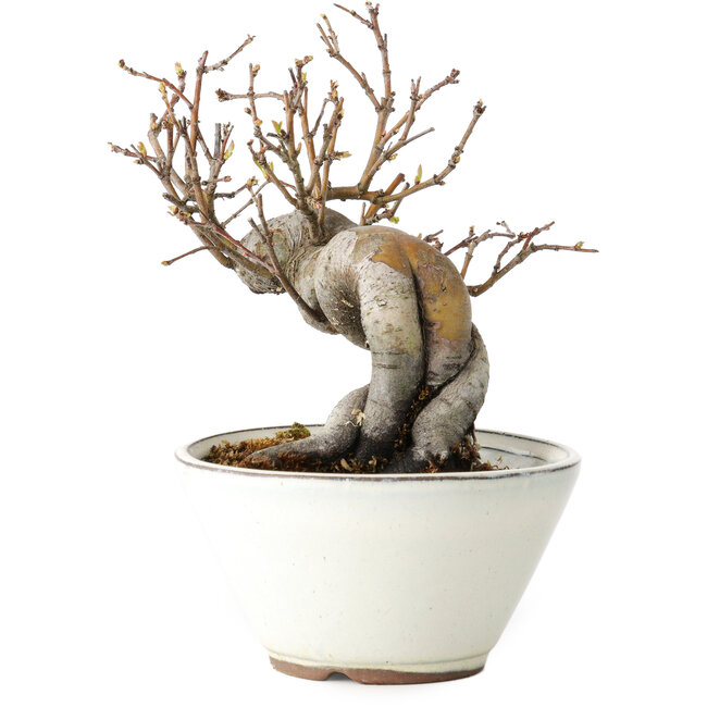 Pseudocydonia sinensis, 16 cm, ± 15 years old