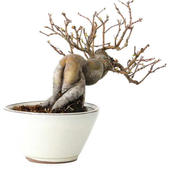 Pseudocydonia sinensis, 16 cm, ± 15 years old