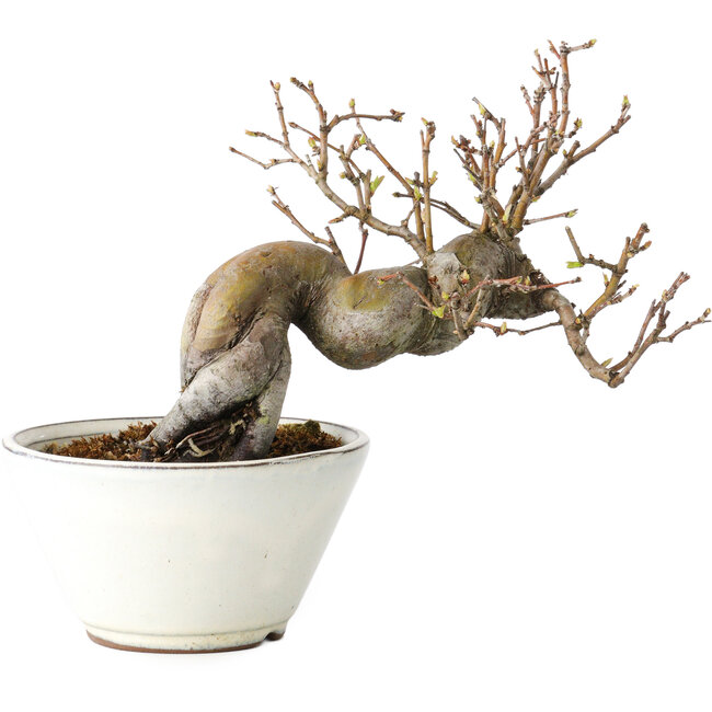 Pseudocydonia sinensis, 16 cm, ± 15 years old