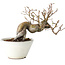 Pseudocydonia sinensis, 16 cm, ± 15 jaar oud