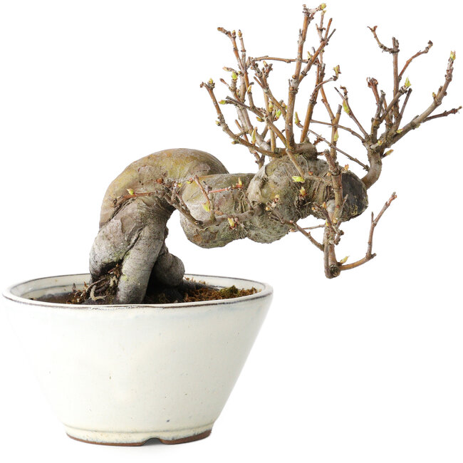 Pseudocydonia sinensis, 16 cm, ± 15 anni