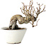 Pseudocydonia sinensis, 16 cm, ± 15 jaar oud