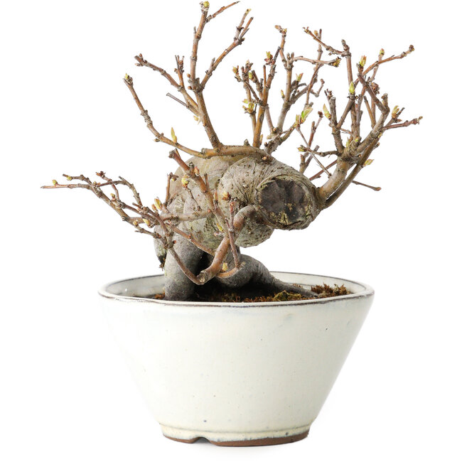 Pseudocydonia sinensis, 16 cm, ± 15 años