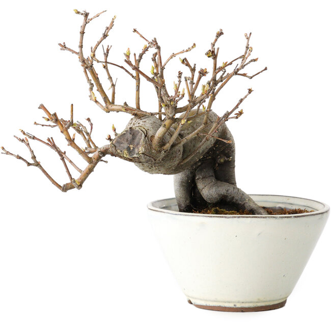 Pseudocydonia sinensis, 16 cm, ± 15 years old