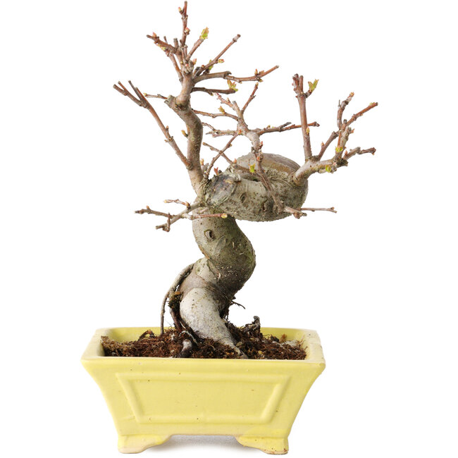 Pseudocydonia sinensis, 18 cm, ± 15 jaar oud