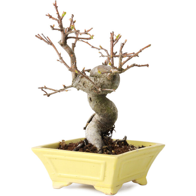 Pseudocydonia sinensis, 18 cm, ± 15 años