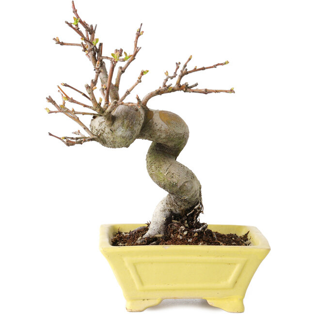 Pseudocydonia sinensis, 18 cm, ± 15 years old