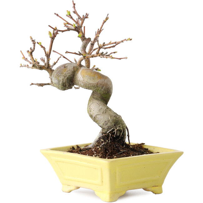 Pseudocydonia sinensis, 18 cm, ± 15 anni